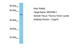 ERVFRD-1 Rabbit anti-Human, Polyclonal, Novus Biologicals 0.1ml; Unconjugated:Antibodies,